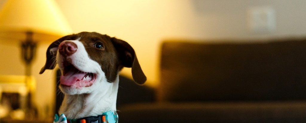 Dogs Life זכתה במקום הראשון ב-jumpTAU Accelerator של אוניברסיטת ת"א ושנקר