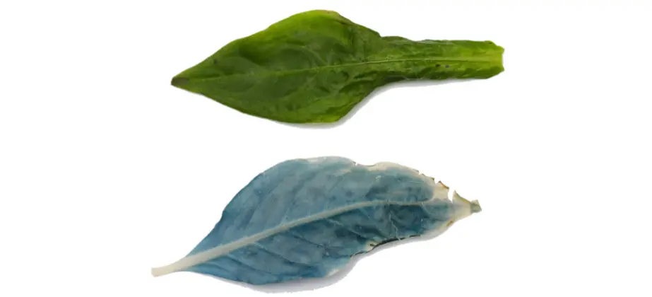 פרופ' צבי קורן בכנס BioColours2024, באוניברסיטת הלסינקי
