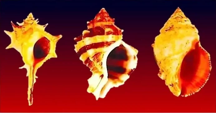 פרופ' צבי קורן מהמחלקה להנדסה כימית, הוזמן להעניק הרצאה עבור ה British Royal Society of Chemistry