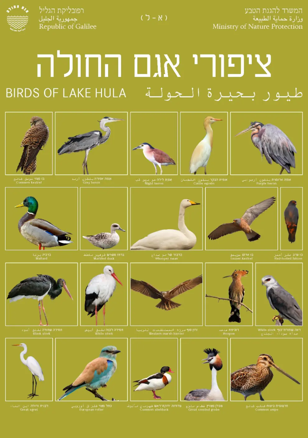פוסטר מתוך פרוייקט הגמר של מאי אביטל