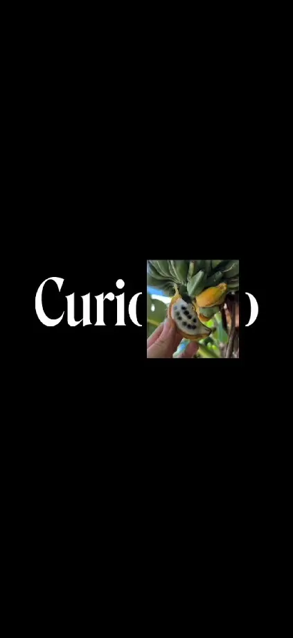 שני קירשנצוייג | אפליקציית Curio